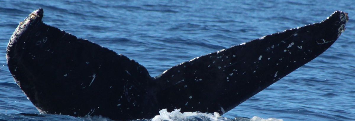 Fluke of HW-MN0522963
