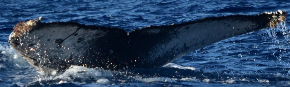 Fluke of CRC-21077