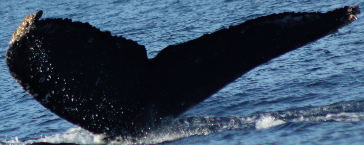 Fluke of HW-MN0522969