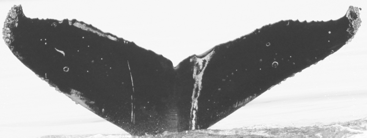 Fluke of CRC-15525