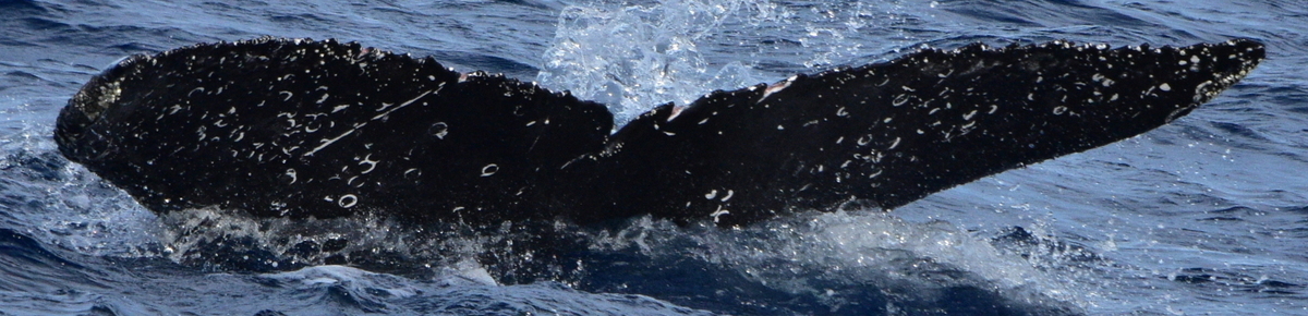 Fluke of CRC-22133