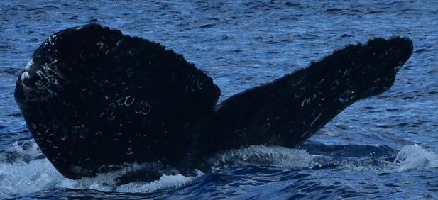 Fluke of HW-MN0522986