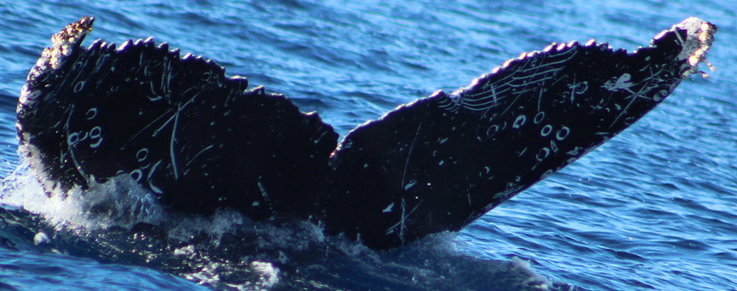 Fluke of HW-MN0522995