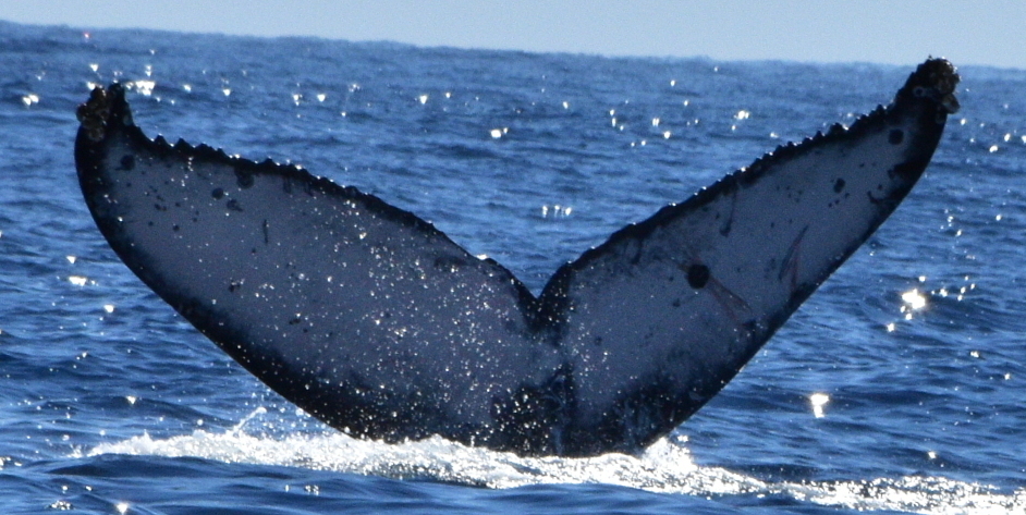 Fluke of CRC-21223