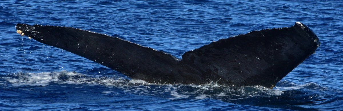 Fluke of HW-MN0523000