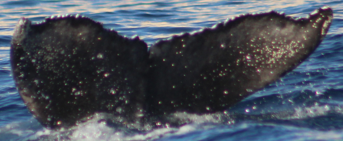 Fluke of CRC-21373