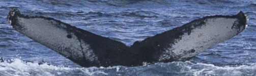 Fluke of HW-MN0523007