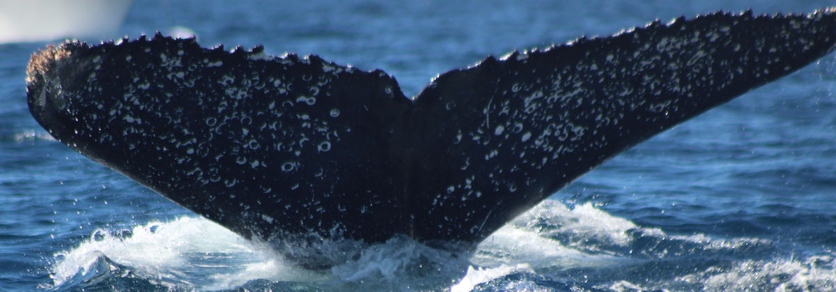 Fluke of HW-MN0523008