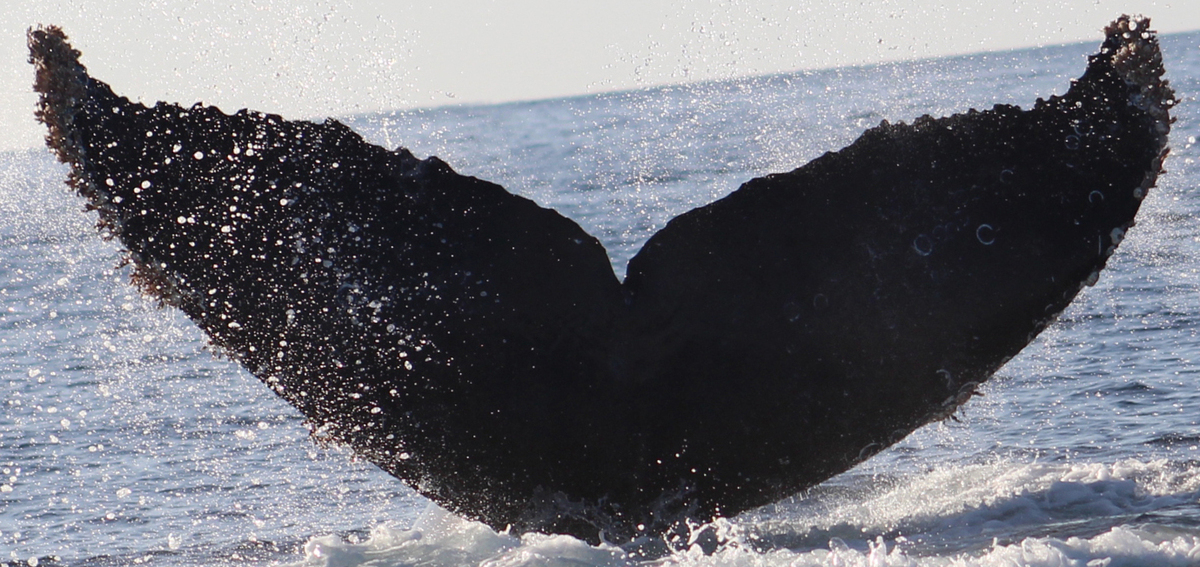 Fluke of CRC-22132