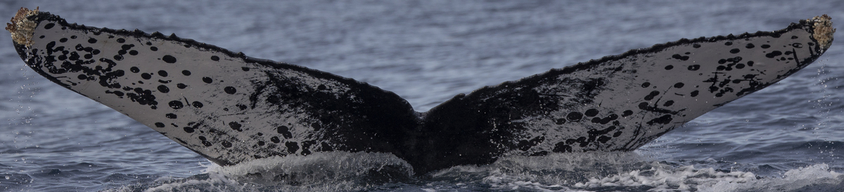 Fluke of CRC-23097