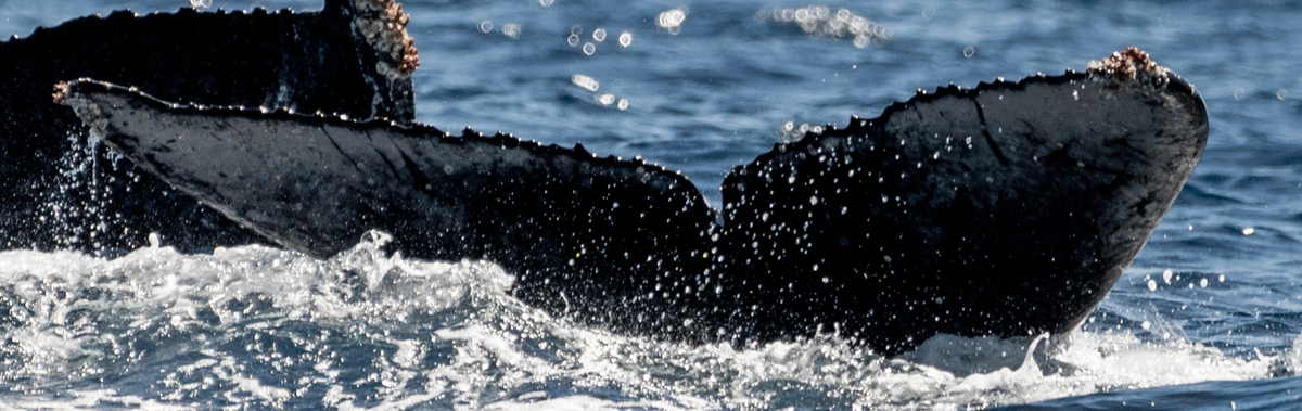 Fluke of CRC-20622