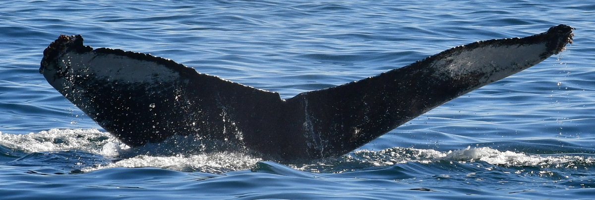 Fluke of HW-MN0523051