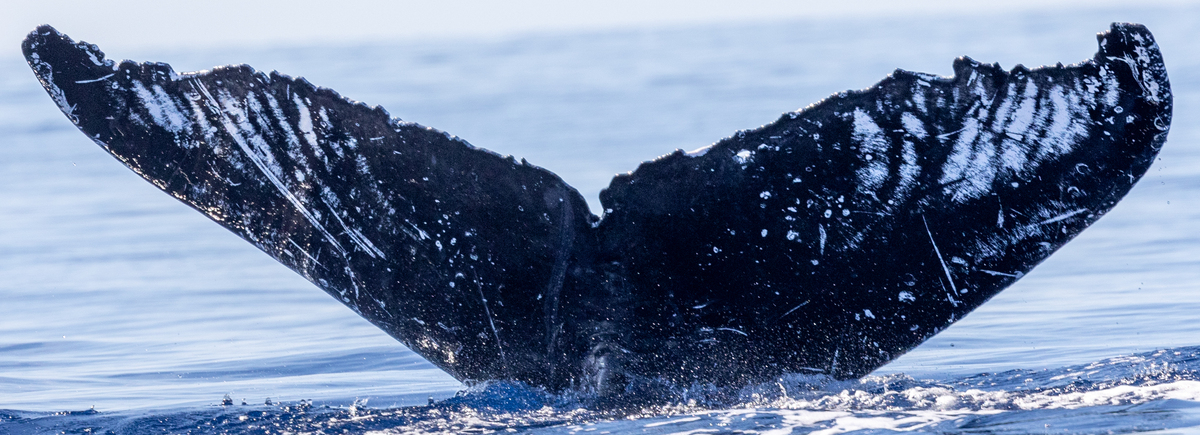 Fluke of HW-MN0443543