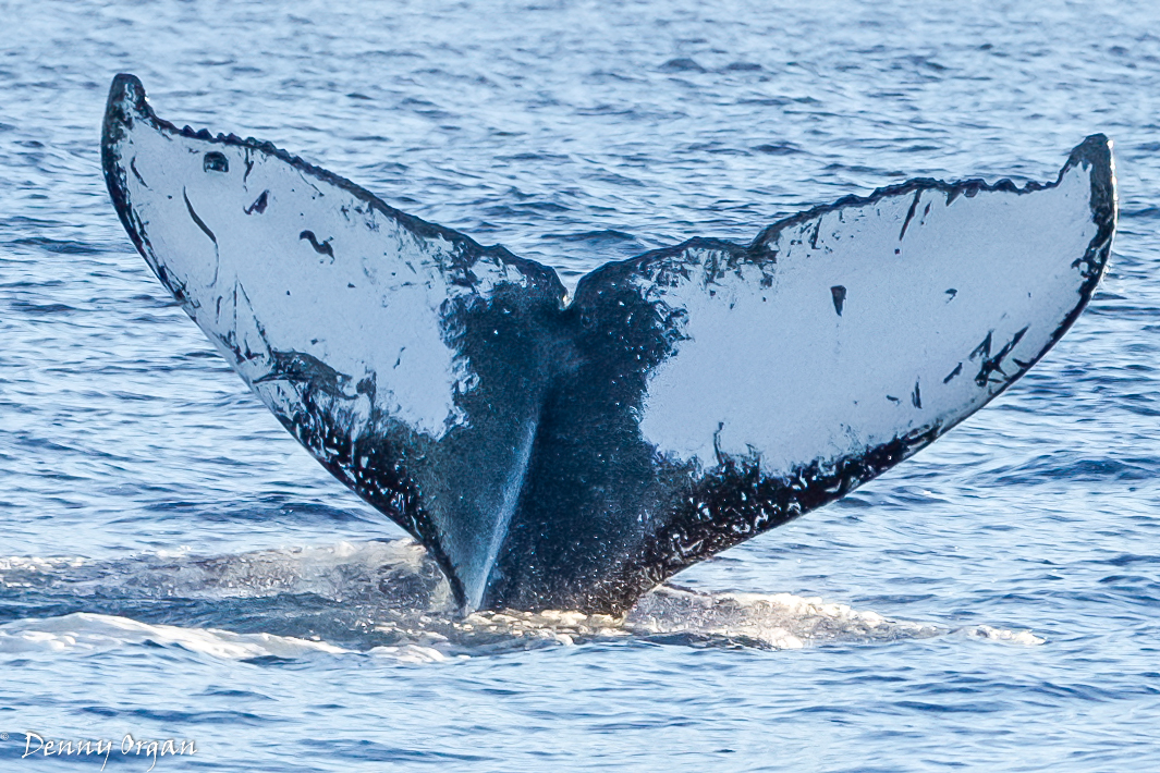 Fluke of Moustache (Hawaii)