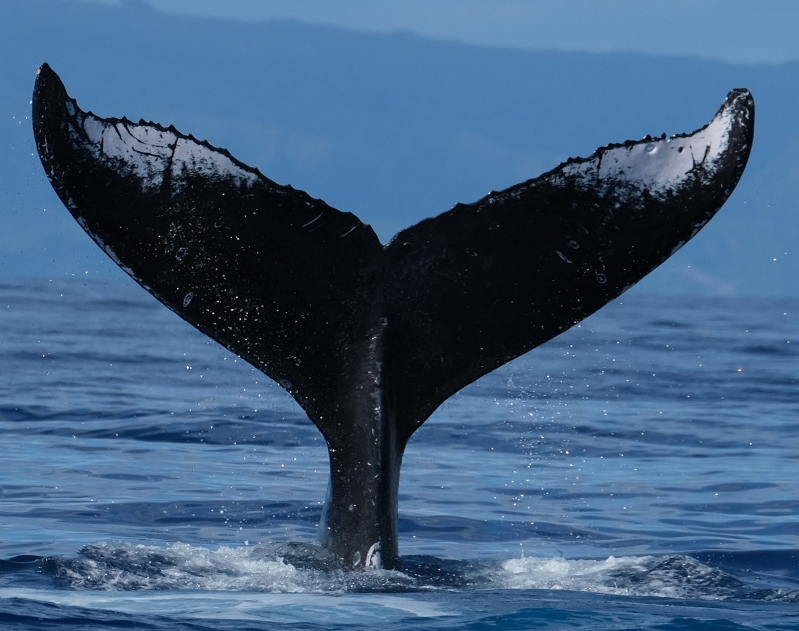 Fluke of HW-MN0443547