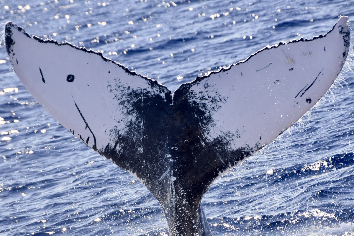 Fluke of HW-MN0443549