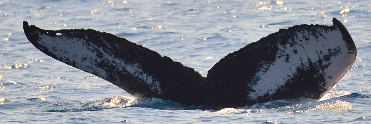 Fluke of HW-MN0443558