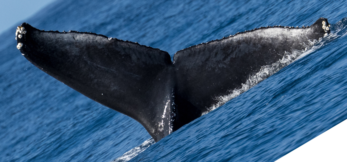 Fluke of HW-MN0443559