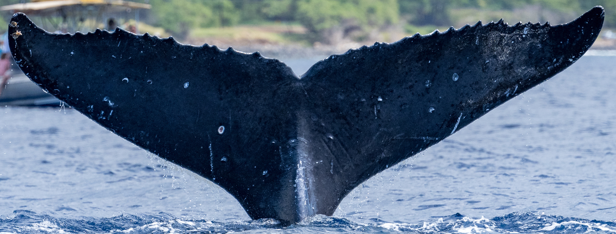 Fluke of HW-MN0443566