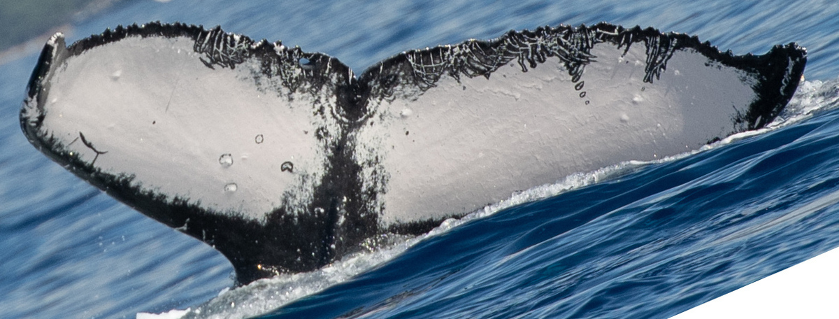 Fluke of HW-MN0443568