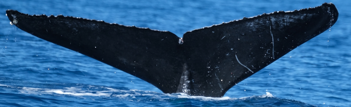 Fluke of HW-MN0443570