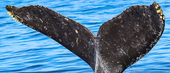 Fluke of HW-MN0443576