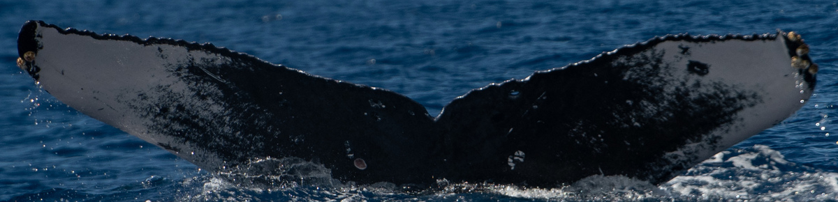 Fluke of HW-MN0443577