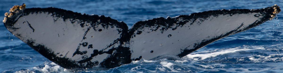 Fluke of HW-MN0443579