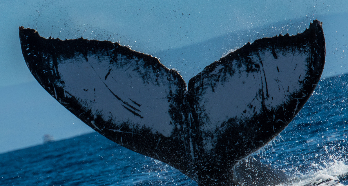 Fluke of HW-MN0443580
