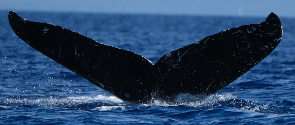 Fluke of HW-MN0443581