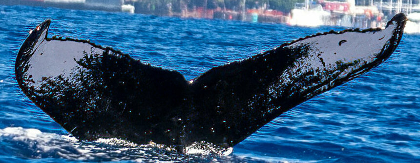Fluke of HW-MN0443583