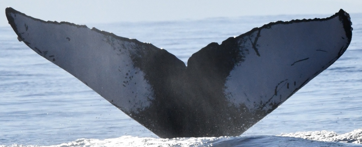 Fluke of HW-MN0443587