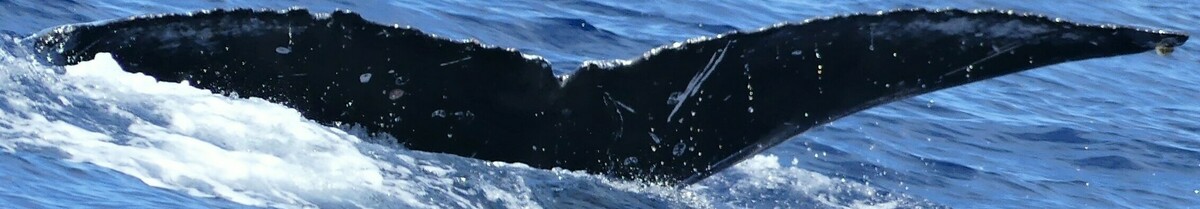 Fluke of HW-MN0443608