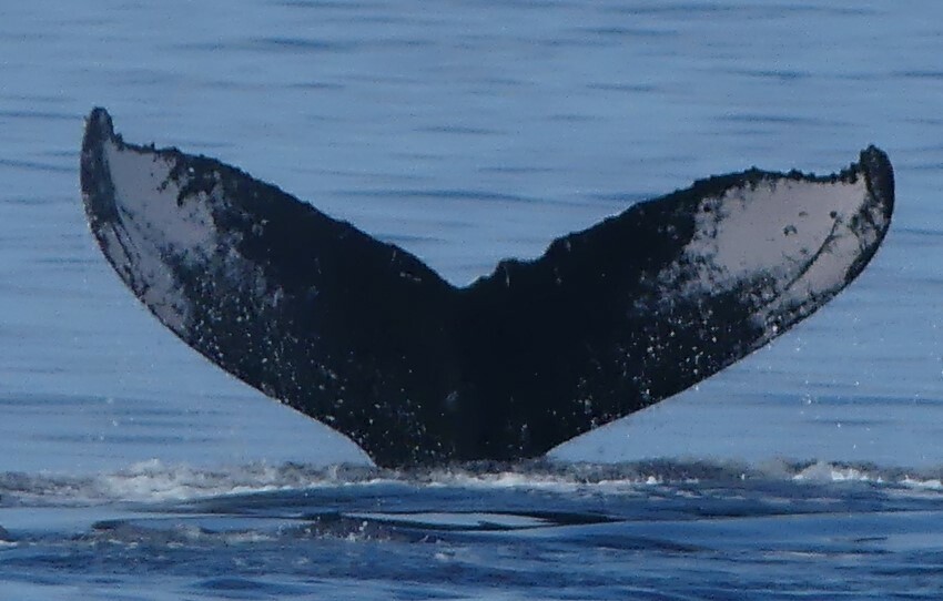 Fluke of HW-MN0443610