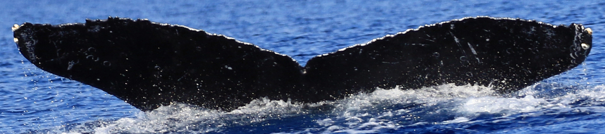 Fluke of HW-MN0443612