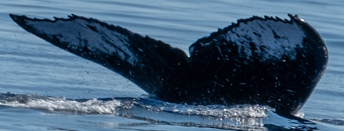 Fluke of HW-MN0443614