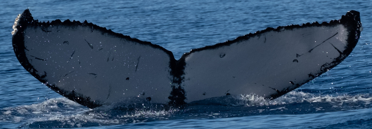 Fluke of HW-MN0443615