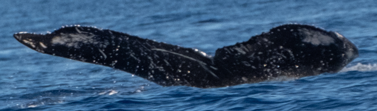 Fluke of HW-MN0443616