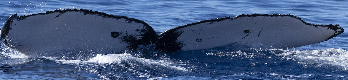 Fluke of HW-MN0443618