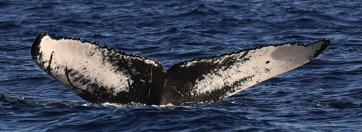 Fluke of HW-MN0443621