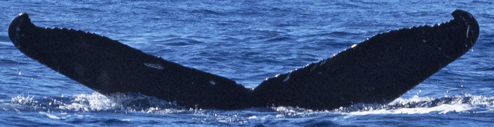 Fluke of HW-MN0443627