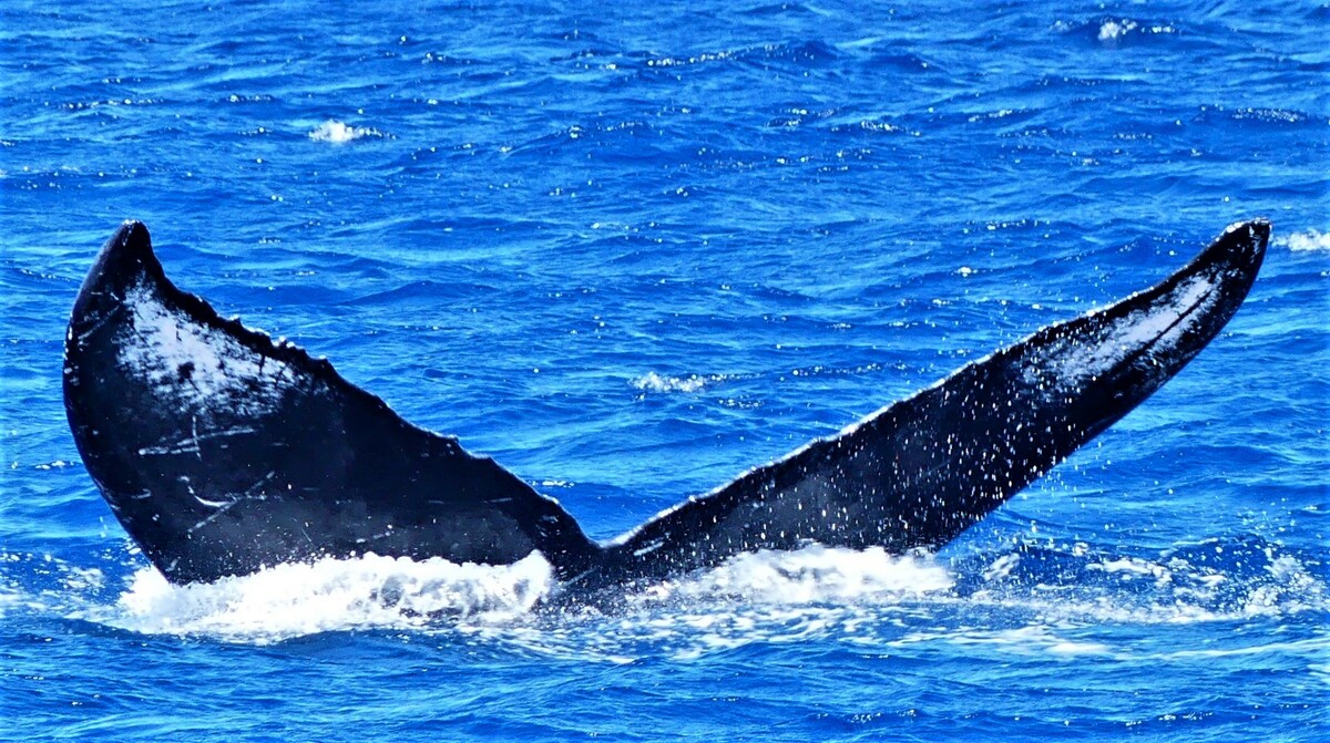 Fluke of HW-MN0443629