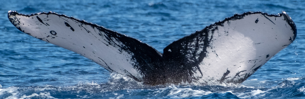 Fluke of HW-MN0443634