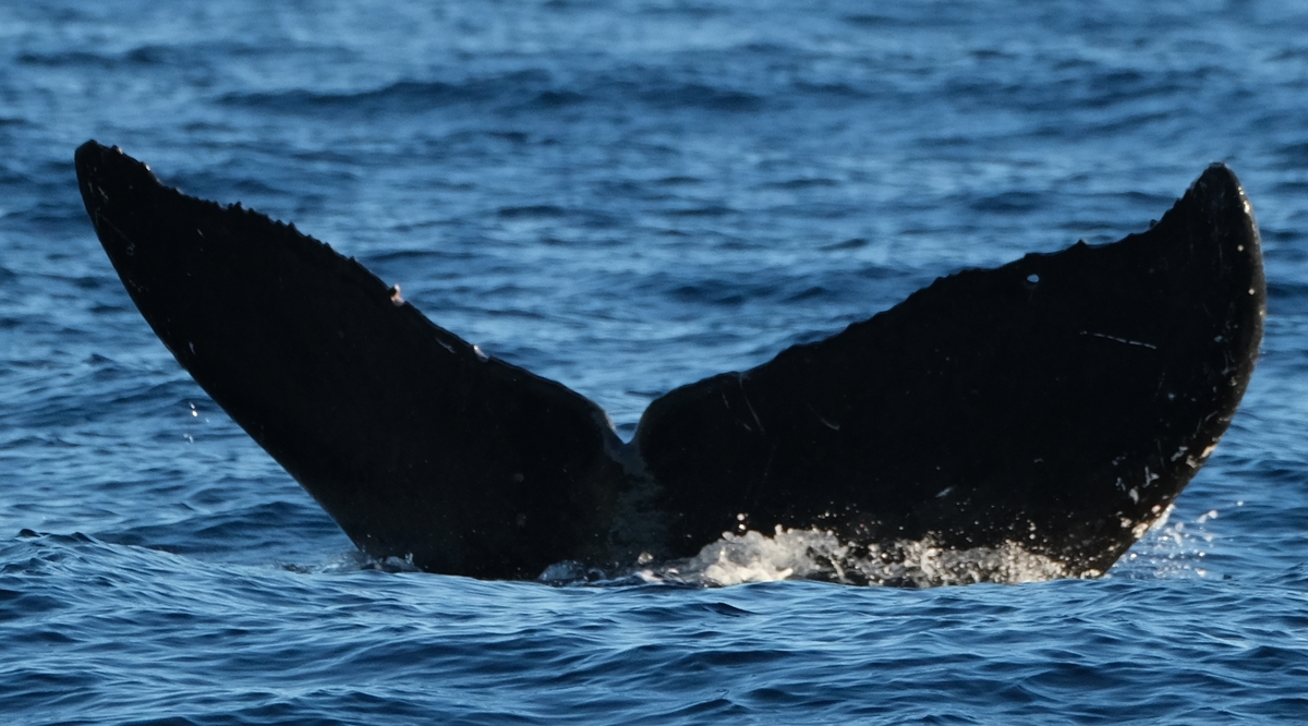 Fluke of HW-MN0443639