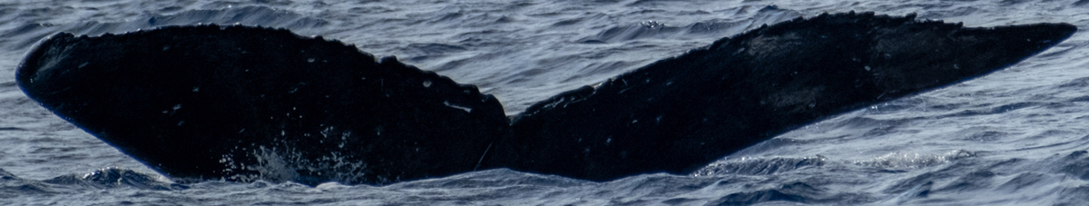 Fluke of HW-MN0443640