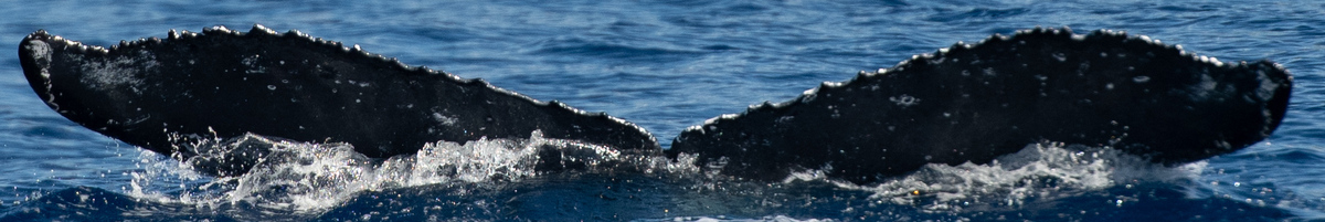 Fluke of HW-MN0443643