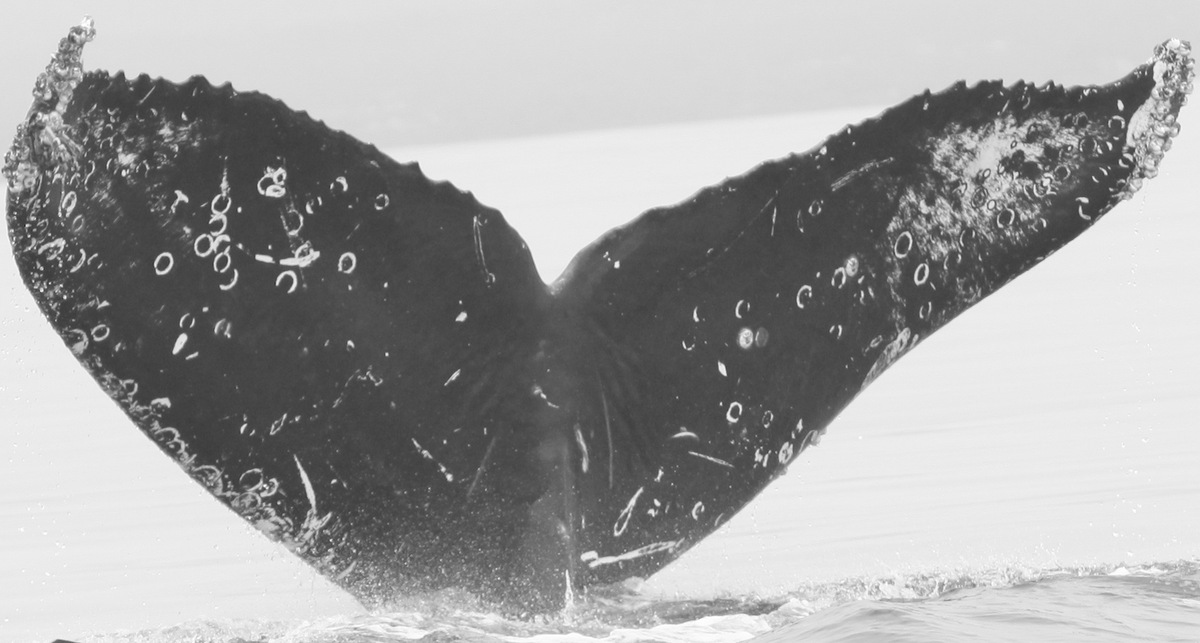 Fluke of CRC-11728