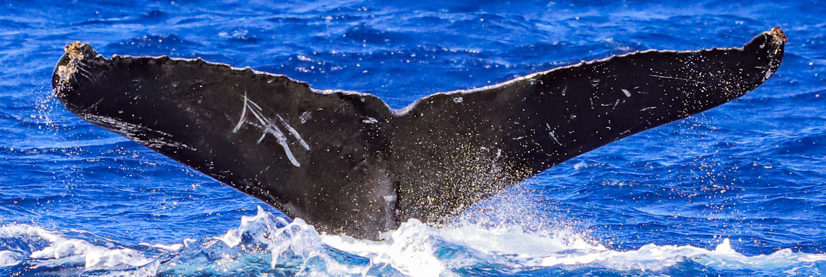 Fluke of HW-MN0443650