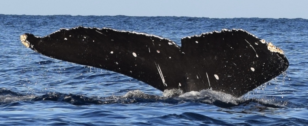 Fluke of HW-MN0443653