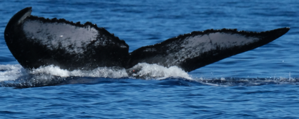 Fluke of HW-MN0443656